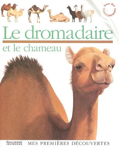 Le dromadaire et le chameau
