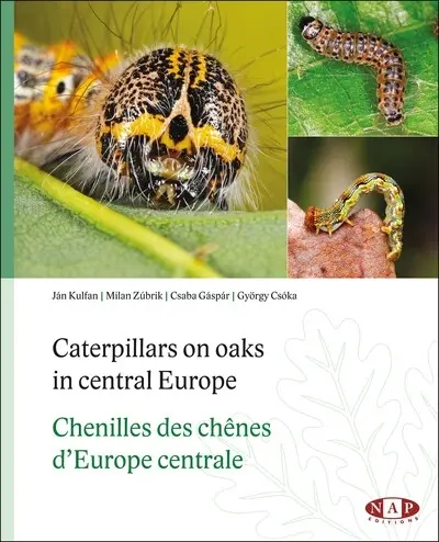 Chenilles des chênes d'Europe centrale. Caterpillars on oaks in central Europe