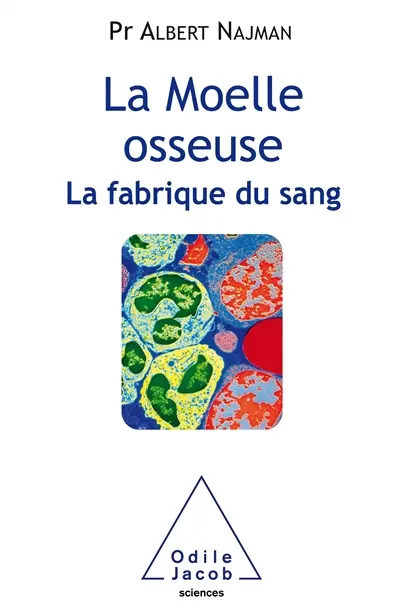 La moelle osseuse : la fabrique du sang