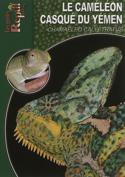 Le caméléon casqué du Yémen : Chamaeleo calyptratus