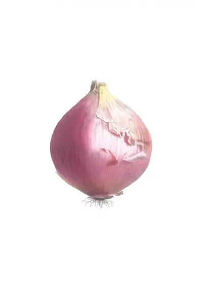 Cahier végétal : plantes potagères