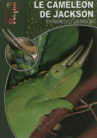 Le caméléon de jackson : Chamaeleo jacksonii