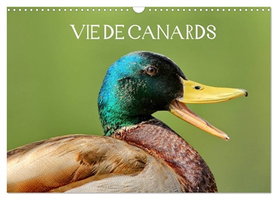 Vie de canards (Calendrier mural 2025 DIN A3 vertical), CALVENDO calendrier mensuel : Canards aux magnifiques couleurs