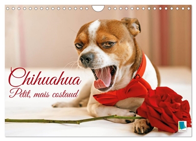 Chihuahua : petit, mais...
