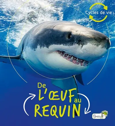 De l'oeuf au requin
