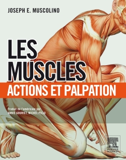 Les muscles : action et palpation