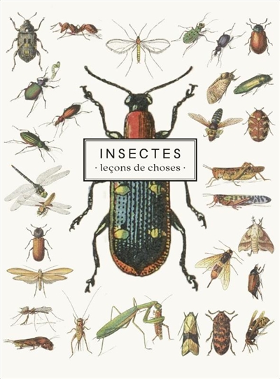 Insectes : leçons de choses...