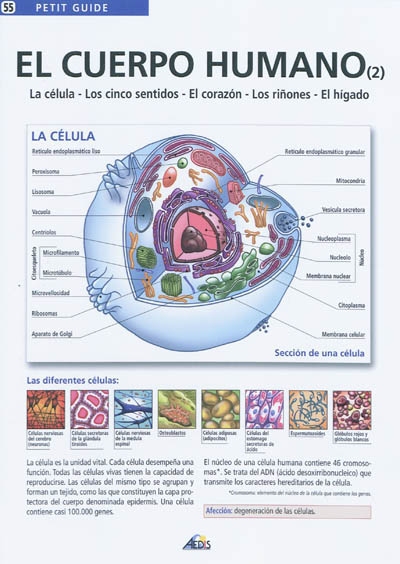 El cuerpo humano. Vol. 2. La célula, los cinco sentidos, el corazon, los rinones, el higado