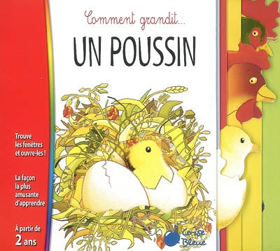 Comment grandit... Un poussin