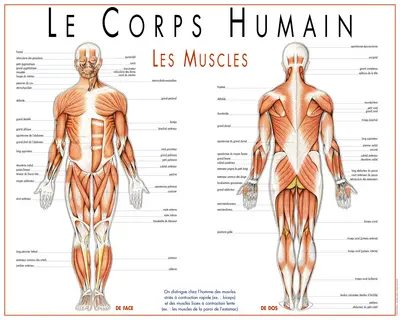 Le corps humain : les muscles