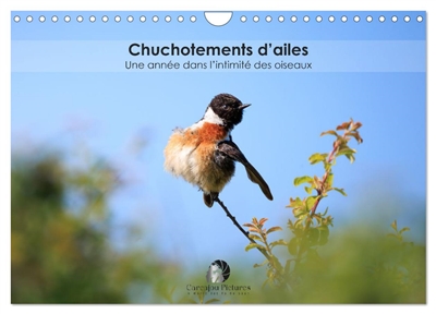 Chuchotements d'ailes : Une année dans l'intimité des oiseaux (Calendrier mural 2026 DIN A4 vertical), CALVENDO calendrier mensuel : Un calendrier poétique qui dévoile, mois après mois, la grâce et l’intimité des oiseaux dans la splendeur de leurs instants suspendus.