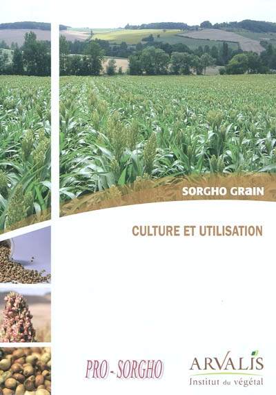 Sorgho grain : culture et utilisation