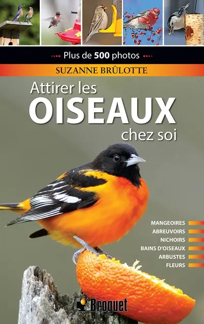 Attirer les oiseaux chez soi