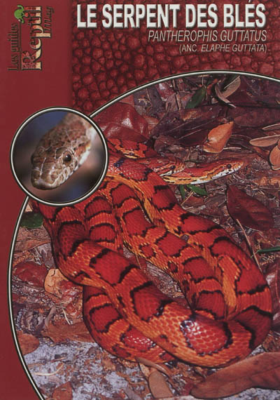 Le serpent des blés : Pantherophis guttatus (Elaphe guttata)