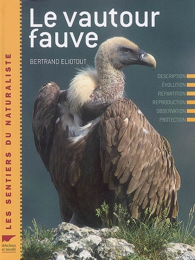 Le vautour fauve : description, évolution, répartition, reproduction, observation, protection