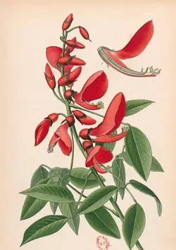 Carnet ligné Erythrine, dessin 19e siècle