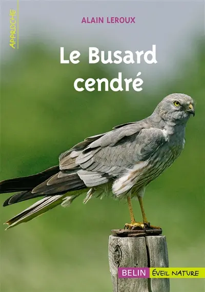 Le busard cendré