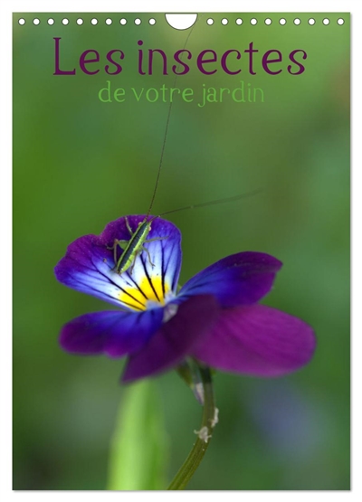Les insectes de votre jardin (Calendrier mural 2025 DIN A4 horizontal), CALVENDO calendrier mensuel : Insectes présents dans tous les jardins de France