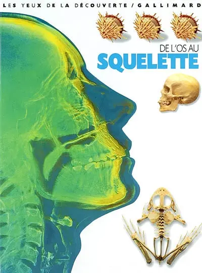 De l'os au squelette