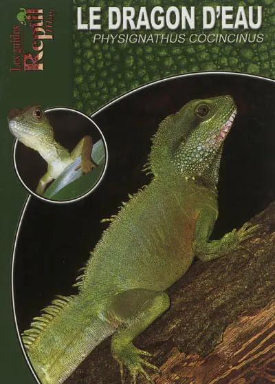 Le dragon d'eau : Physignathus cocincinus