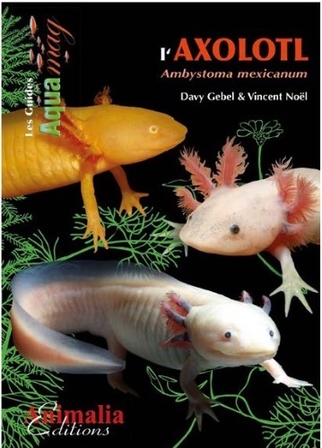 L'axolotl : ambystoma mexicanum