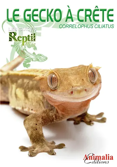 Le gecko à crête : correlophus ciliatus