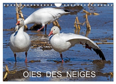 OIES DES NEIGES (Calendrier...
