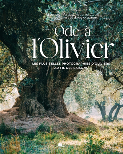 Ode à l'olivier : les plus belles photographies d'oliviers au fil des saisons