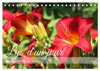 Lys d'un jour (Calendrier de bureau 2026 DIN A5 vertical), CALVENDO calendrier mensuel : Une fleur d'été à la floraison inlassable