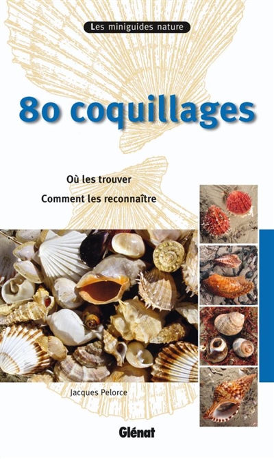 80 coquillages : où les trouver, comment les reconnaître