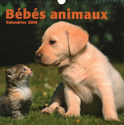 Bébés animaux : calendrier 2014