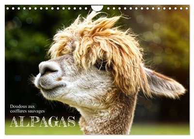 Alpagas, doudous aux...