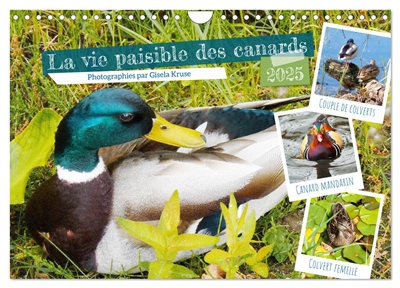 La vie paisible des canards...