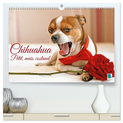 Chihuahua : petit, mais...