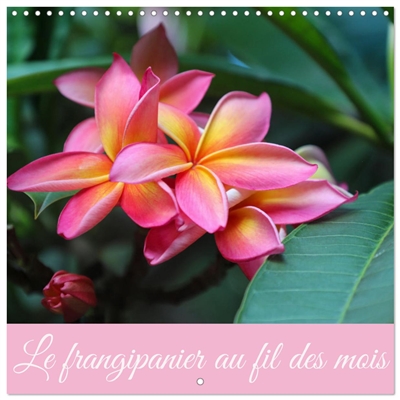 Le frangipanier au fil des...