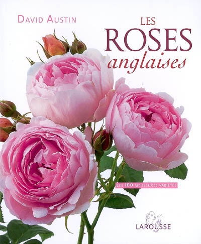 Les roses anglaises : les 100 meilleures variétés