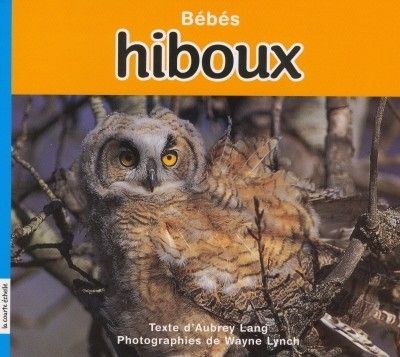 Bébés hiboux