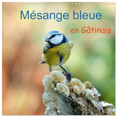 Mésange bleue en Gâtinais...