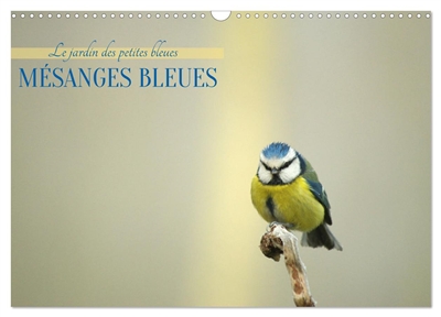 Mésanges bleues (Calendrier...