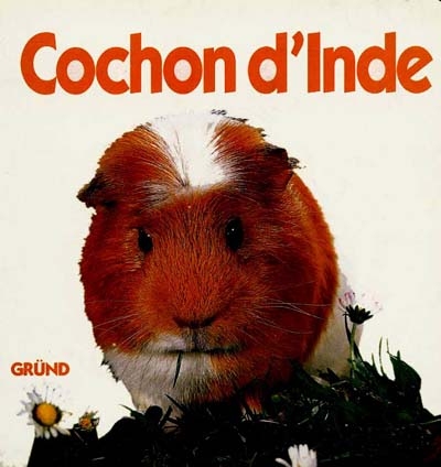 Cochon D'inde