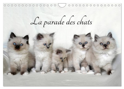 La parade des chats (Calendrier mural 2025 DIN A4 vertical), CALVENDO calendrier mensuel : Mois après mois, un nouveau cercle de petits chats mignons.