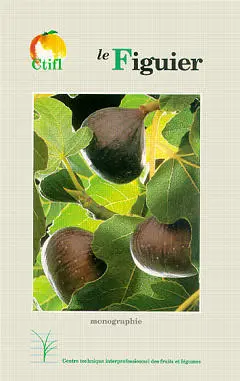 Le figuier