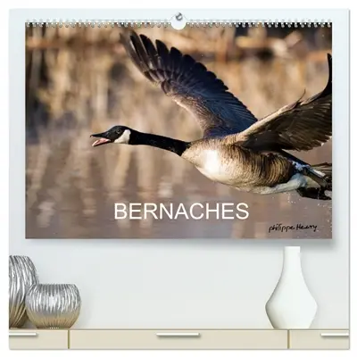 BERNACHES (Calendrier mural 2026 DIN A2 vertical) calendrier de bureau : Les quatre saisons de la Bernache du Canada