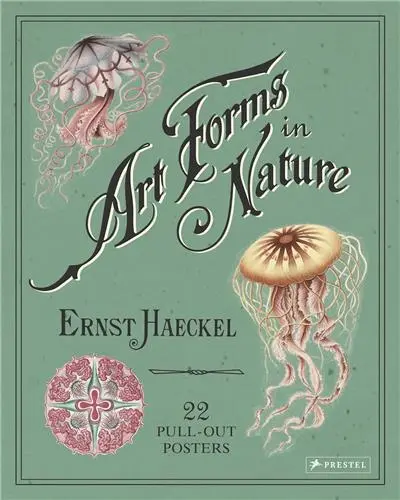 Ernst Haeckel Art Forms In Nature 22 Pull-Out Posters