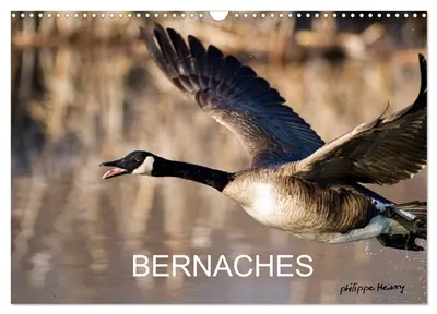 BERNACHES (Calendrier mural 2026 DIN A3 vertical), CALVENDO calendrier mensuel : Les quatre saisons de la Bernache du Canada