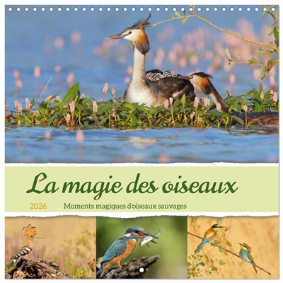 La magie des oiseaux...