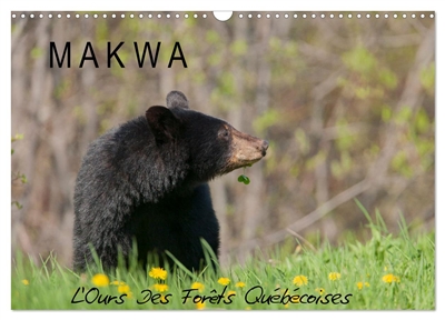MAKWA L'Ours Des Forêts Québécoises (Calendrier mural 2025 DIN A3 vertical), CALVENDO calendrier mensuel : L'ours noir au fil des quatre saisons