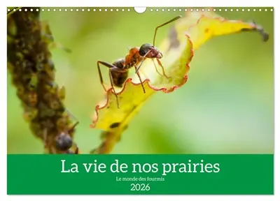 La vie de nos prairies : Le monde des fourmis (Calendrier mural 2026 DIN A3 vertical), CALVENDO calendrier mensuel : Voici un petit regard sur la vie fascinante des fourmis