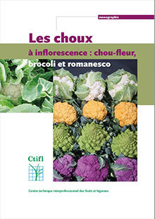 Les choux à inflorescence : chou-fleur, chou brocoli, chou romanesco
