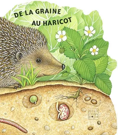 De la graine au haricot